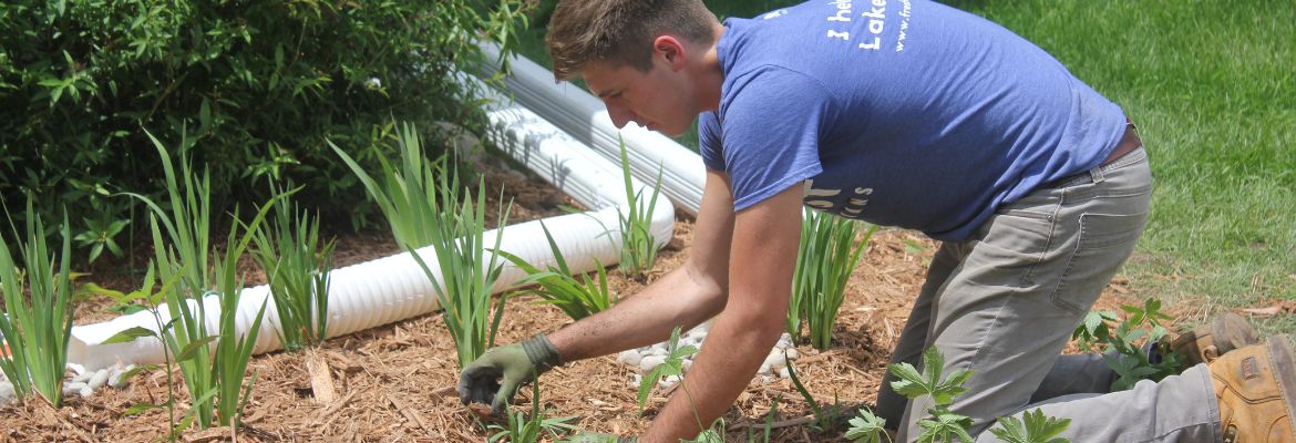 Planting a rain garden and a downspout disconnected into the garden