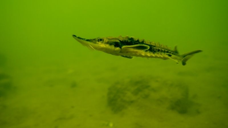 Sturgeon are native fish to the Milwaukee River. 