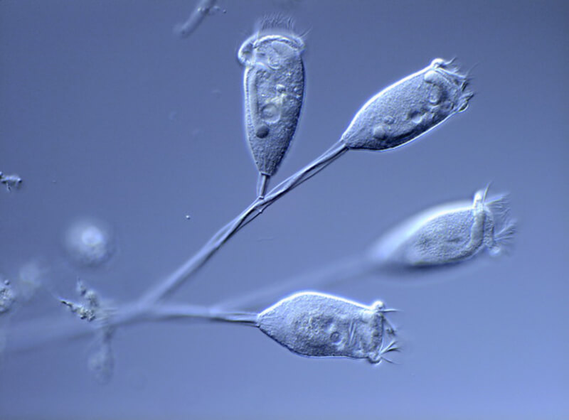 microscopic milorganite bugs