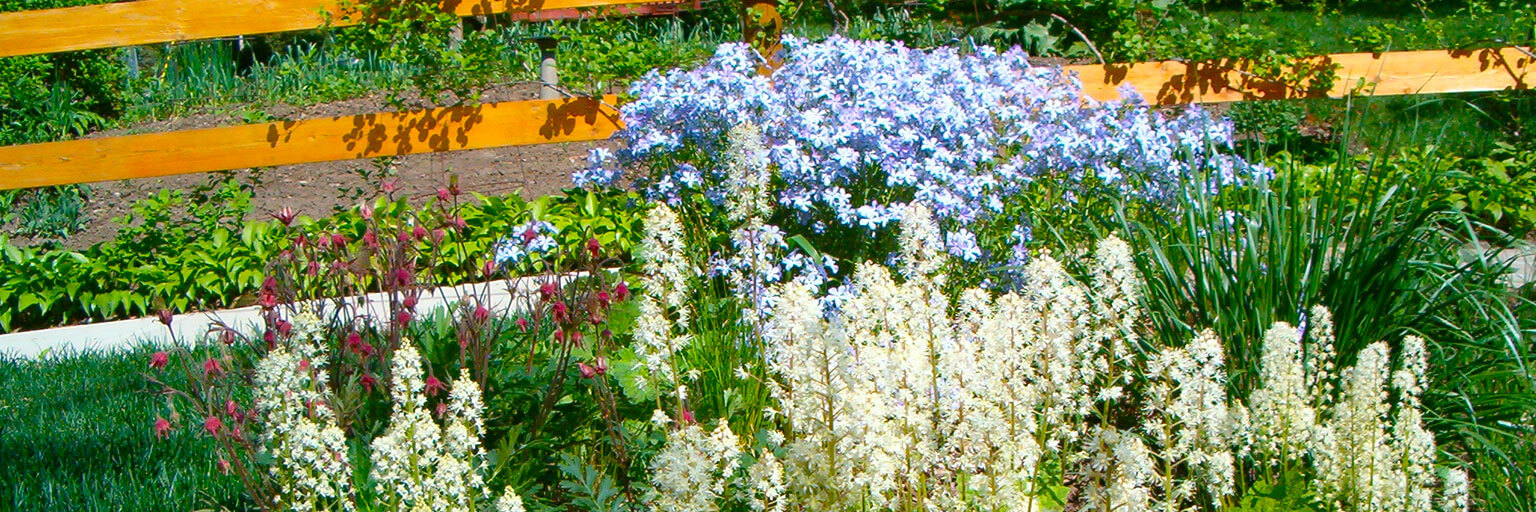 native landscaping flowers