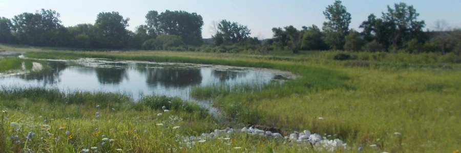 New Testament Church of Milwaukee constructed a wetland to capture and treat 1.86 million gallons of stormwater from the surrounding area in partnership with MMSD's community-based green infrastructure program.