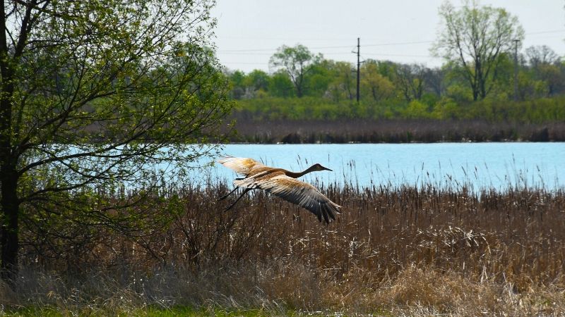 stork flying over lake and grass