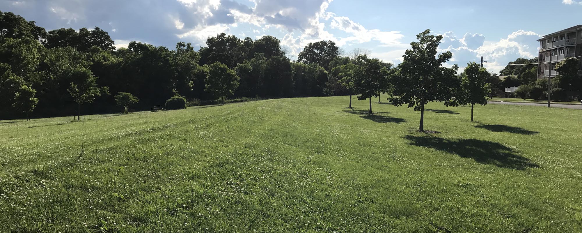 green grass in hart park