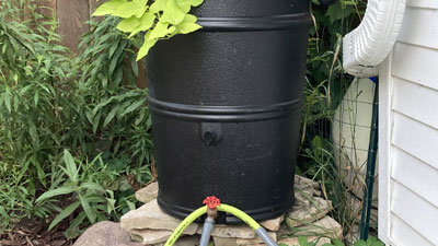 Rain barrel in a yard