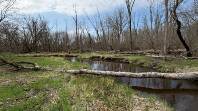 wetland conservation