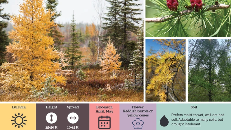 facts about tamarack trees