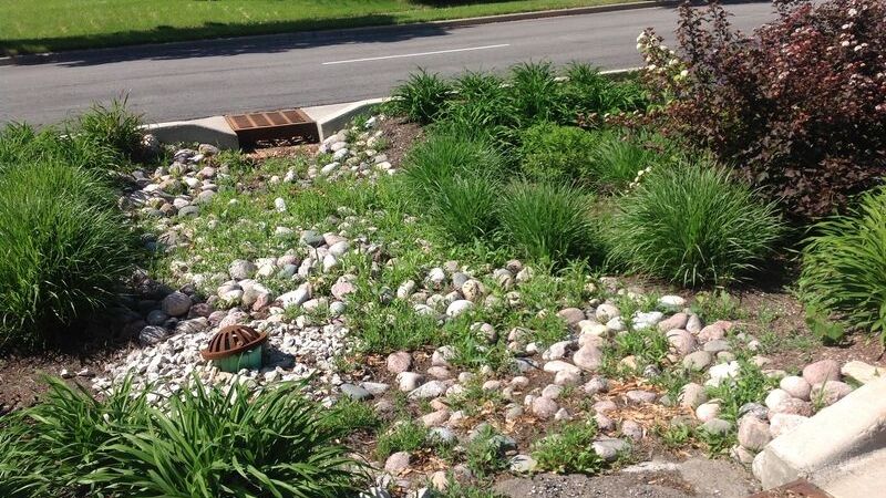 bioswale by road with native plants