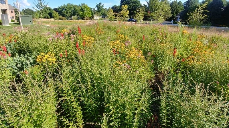 Native Landscaping - Butterfly Garden