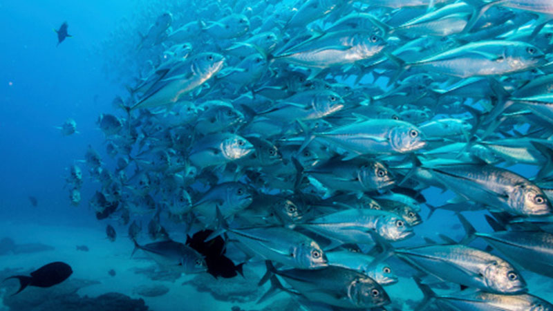 OceanFish-800x450.jpg