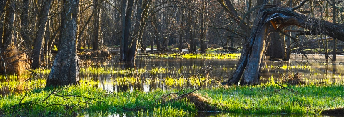 wetland in a forest