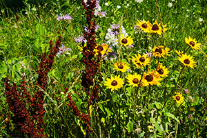 native flowers 