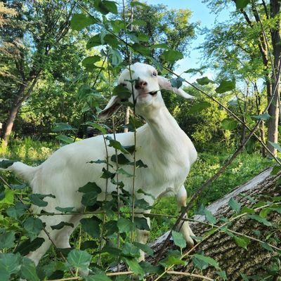 Kettle_Moraine_Grazing_Goats__400__400_px-min.jpg