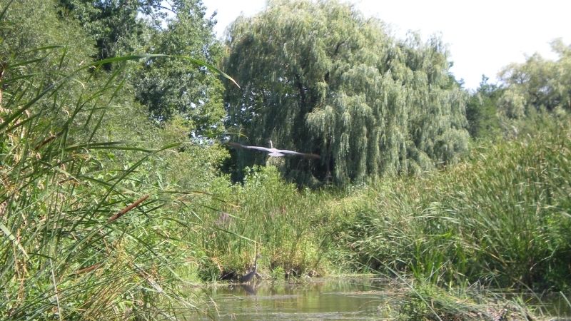 Great Blue Heron flying through Lincoln Park Oxbow.