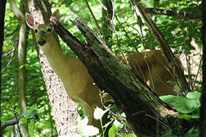 deer surrounded by trees and forestry