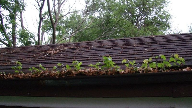 clogged gutters