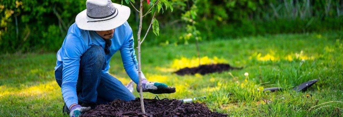 man planting tree