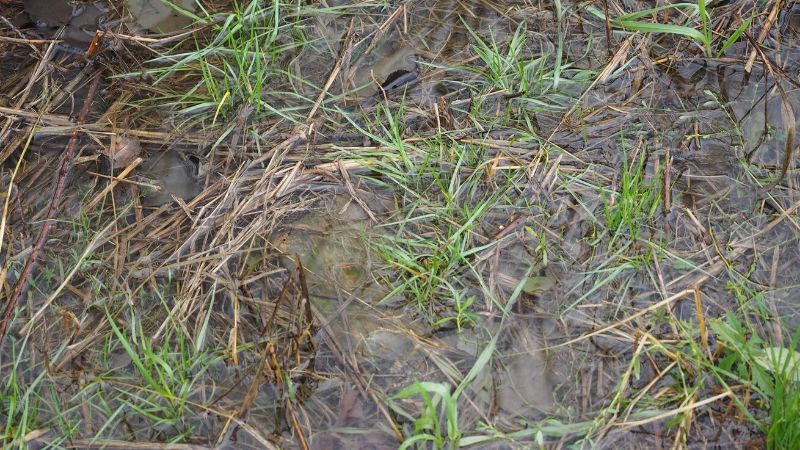 Water_Pooling_in_Lawn_800x450-min.jpg