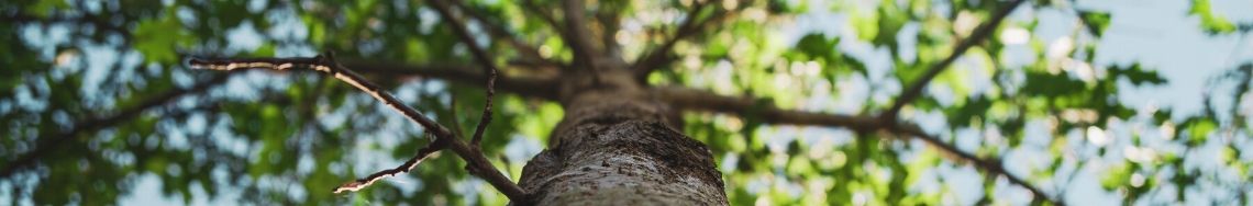 tree trunk and branches