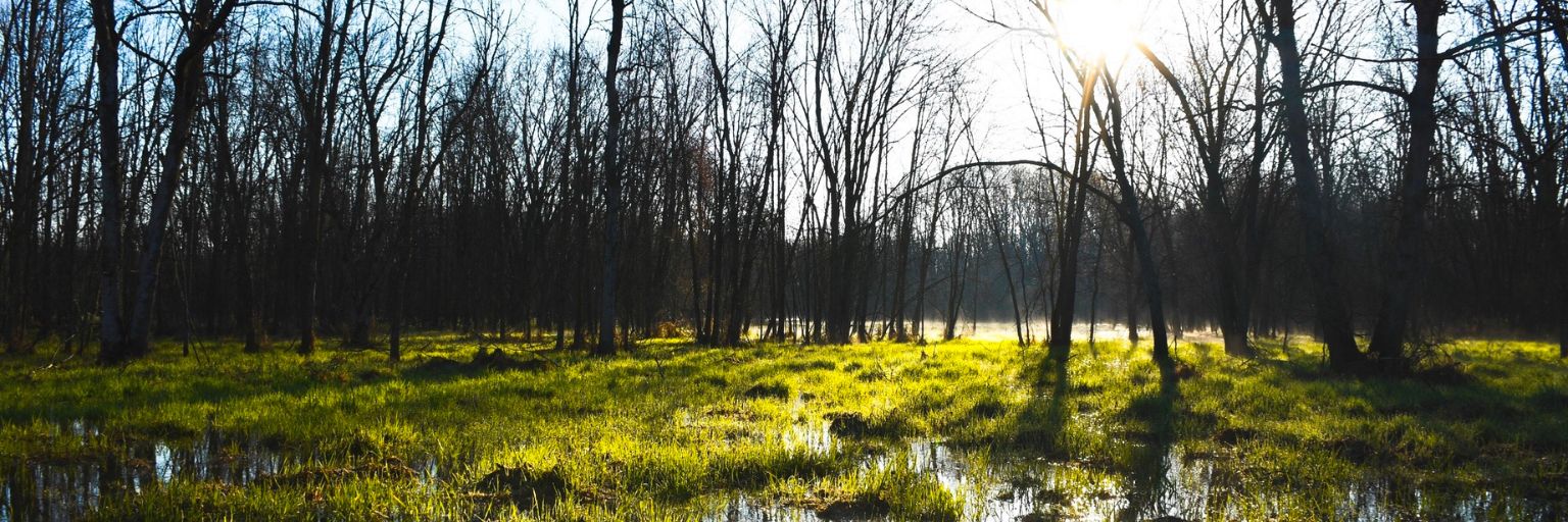 trees and grassy wetland Hoy Property