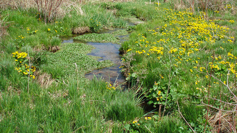 Water flows from a natural spring on Greenseams® Hoerig property