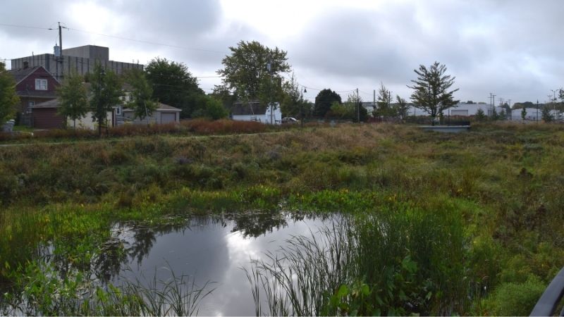 water and native plants in basin