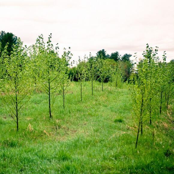 rows of stormwater trees