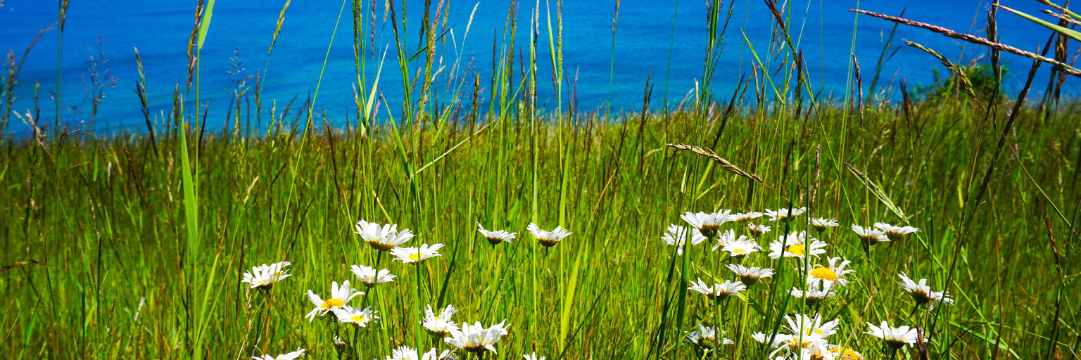 flowers and grass growing beside pond