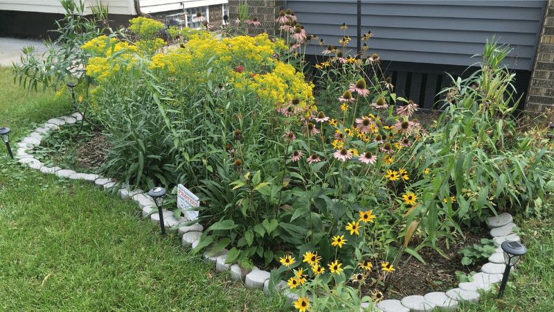 Rain Garden in a yard