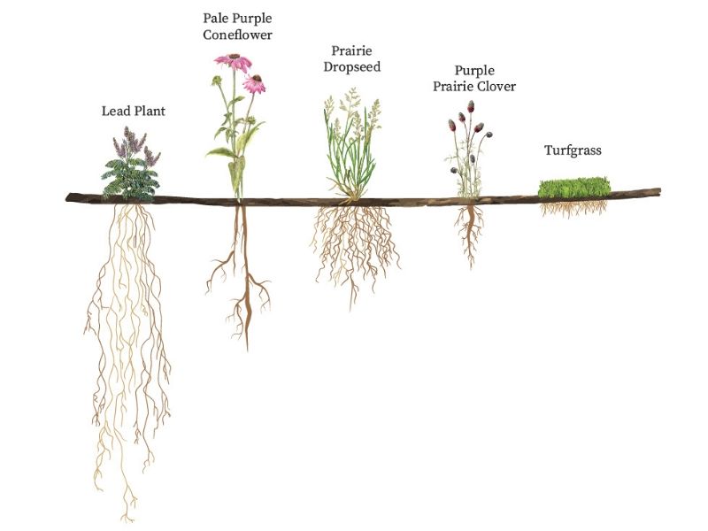 Root Length is a benefit of Native plants